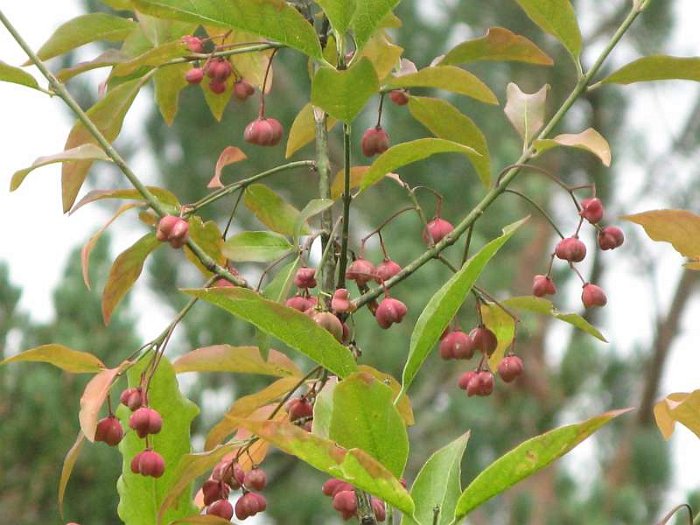 Euonymus europaeus (3)